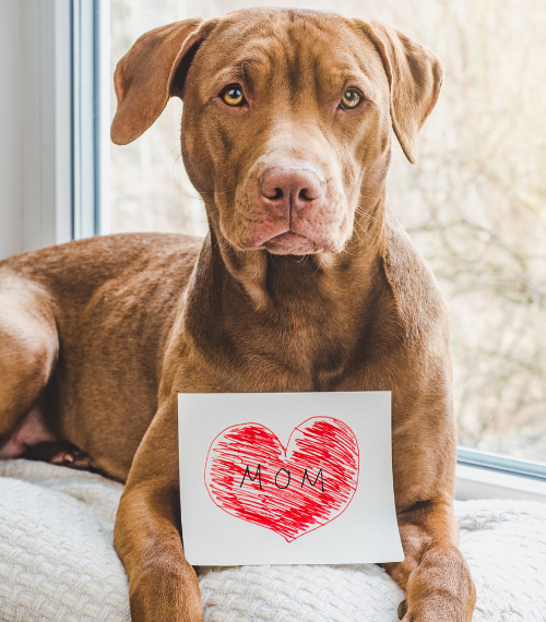 Pour un engagement authentique et responsable en faveur de l'animal