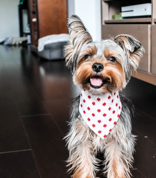 Promouvoir une communication de marque respectueuse des animaux sur les réseaux sociaux